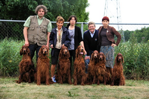 Diervilla Irish Setters/ Diervilla Setery Irlandzkie