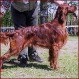 Diervilla