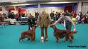 bestofbreed1