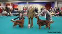 bestofbreed5