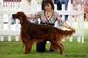 bardonhillgingerwhinger1