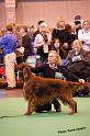 crufts10edit