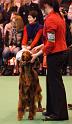 crufts64