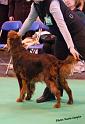 crufts_1050
