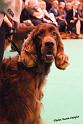 crufts_1274