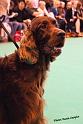 crufts_1275