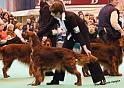 crufts_1290