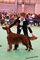 crufts_1324