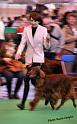 crufts_137