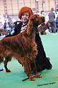 crufts_364