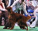 crufts_370