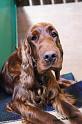 crufts_579