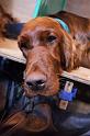 crufts_580