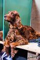 crufts_588