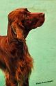 crufts_868
