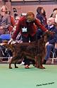 crufts_960