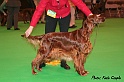 amberwavedazzle