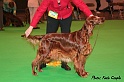 amberwavedazzle_vet3