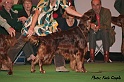 amiperot