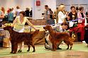 openclassdogs