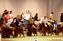 openclassdogs2