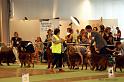 openclassdogs6