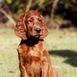 irish setter puppy