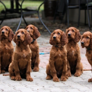 irish setter puppy