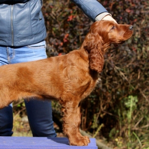 irish setter puppy