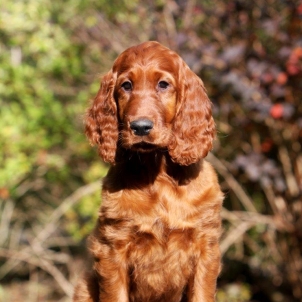 irish setter puppy