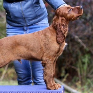 irish setter kennel