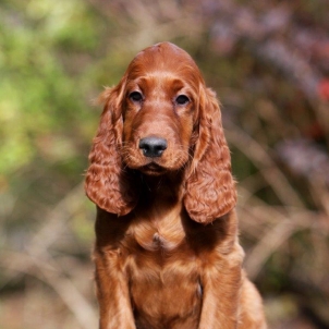 irish setter puppy