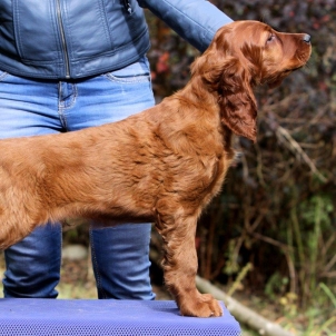 irish setter puppy