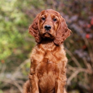 irish setter puppy