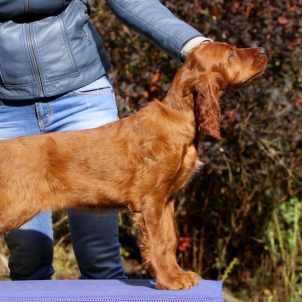 irish setter kennel