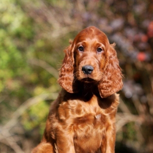 irish setter puppy