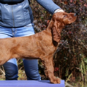 irish setter puppy