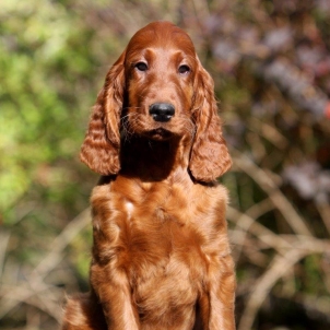 irish setter puppy