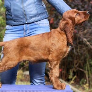 irish setter kennel