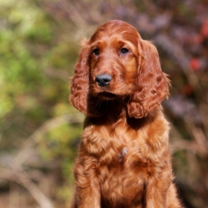 irish setter puppy