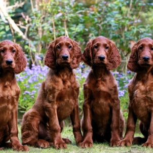 irish setter puppy