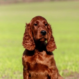 irish setter puppy