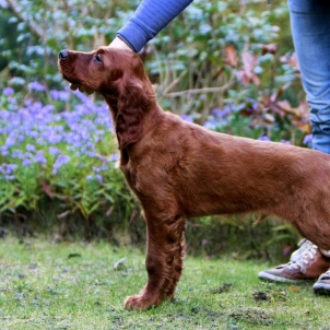 irish setter puppy