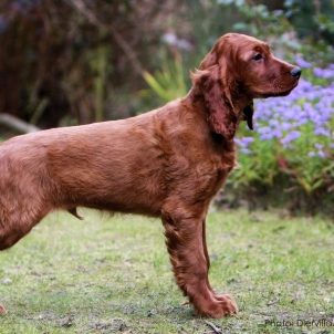 irish setter puppy