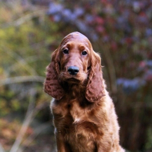 irish setter puppy