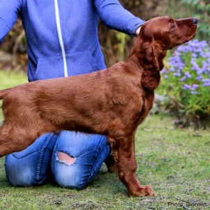 irish setter kennel