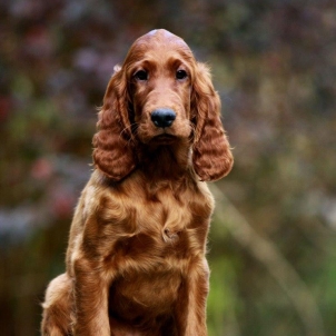 irish setter puppy