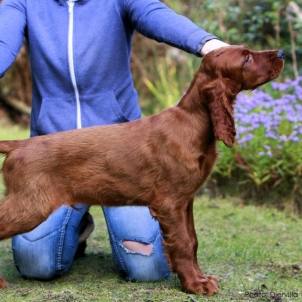 irish setter puppy