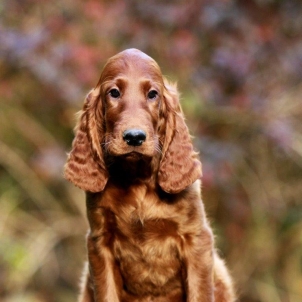 irish setter puppy