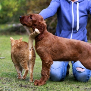 irish setter kennel